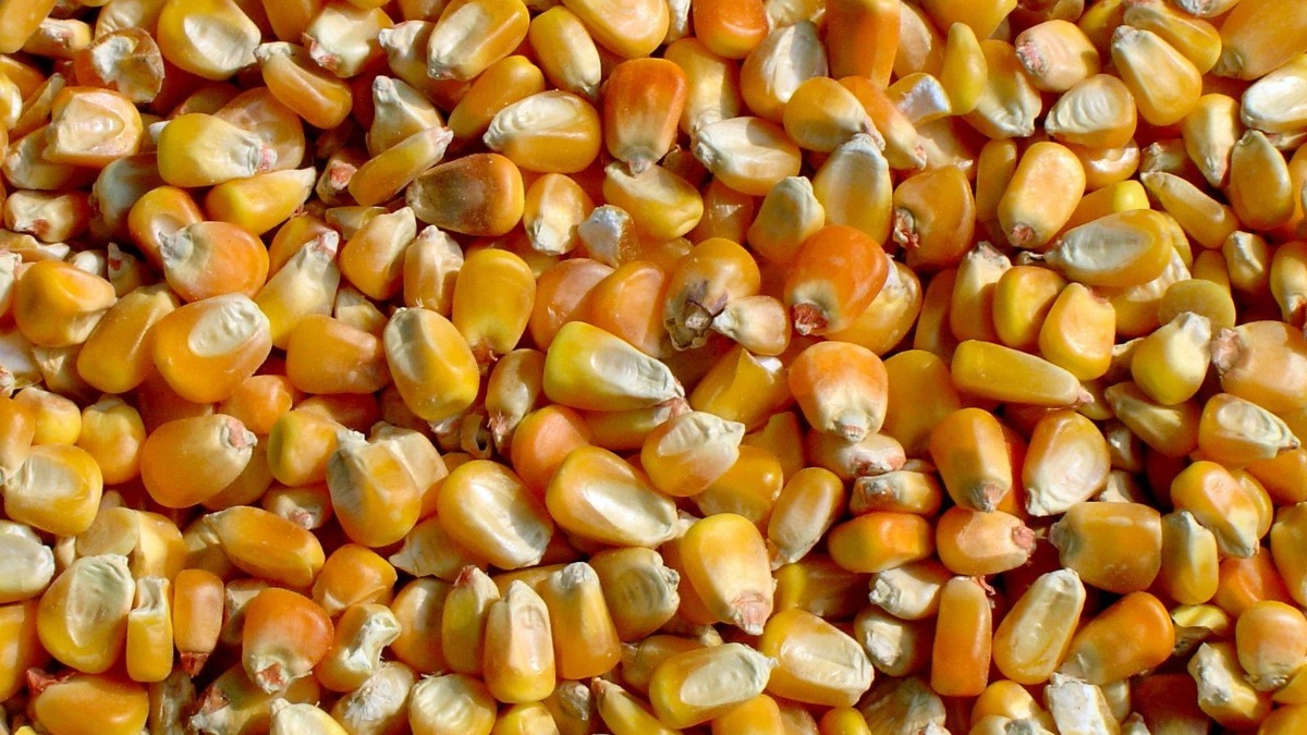 Feed corn