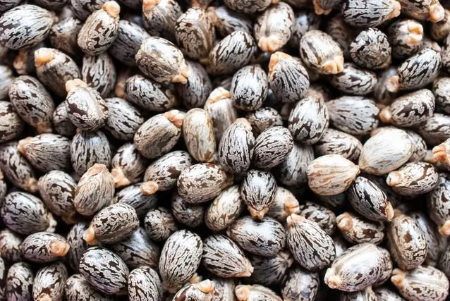 Looking for supplier of seed beans for oil crushing 1200 mt
