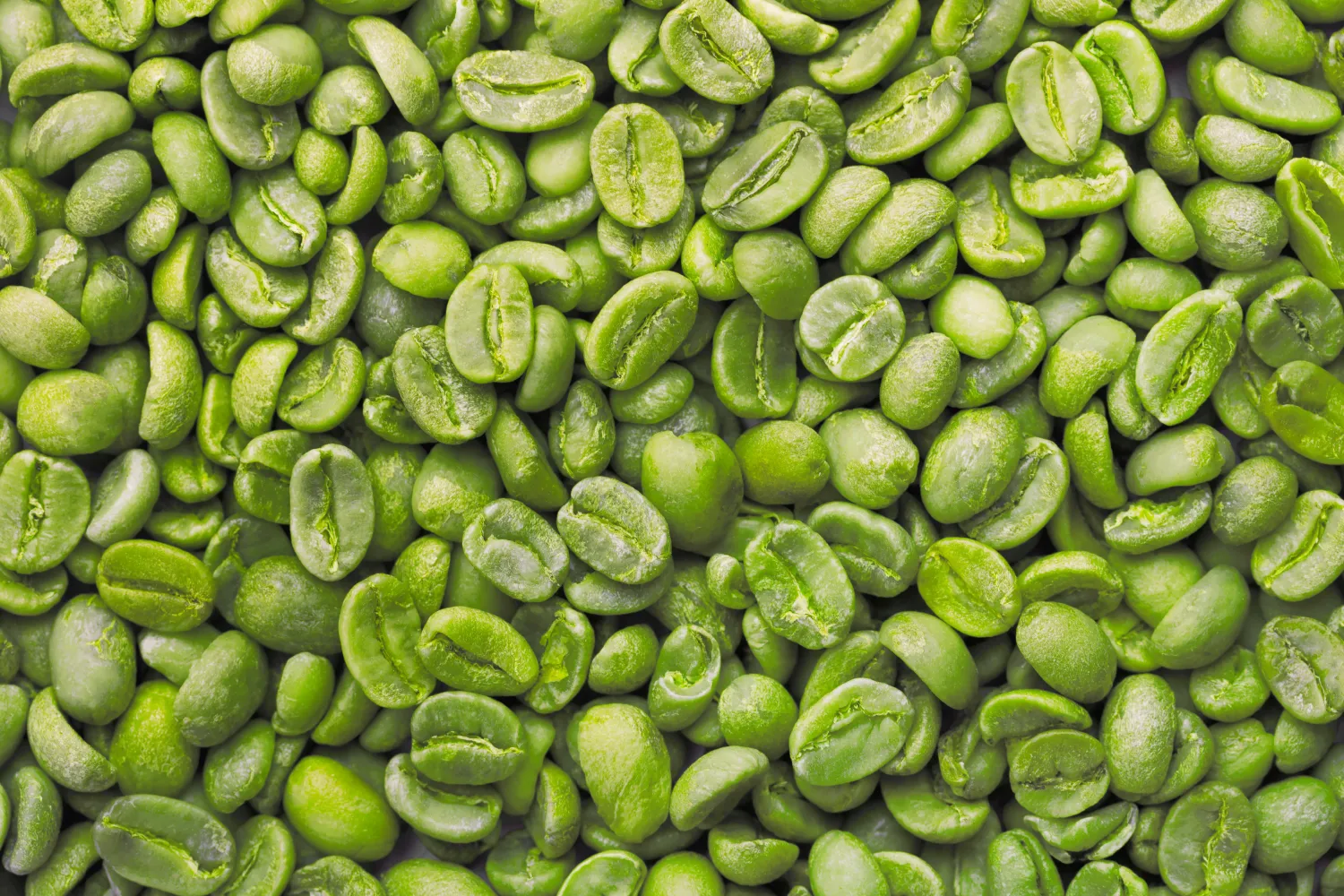 Need Green Coffee Beans, Arabica AA for roasting. image
