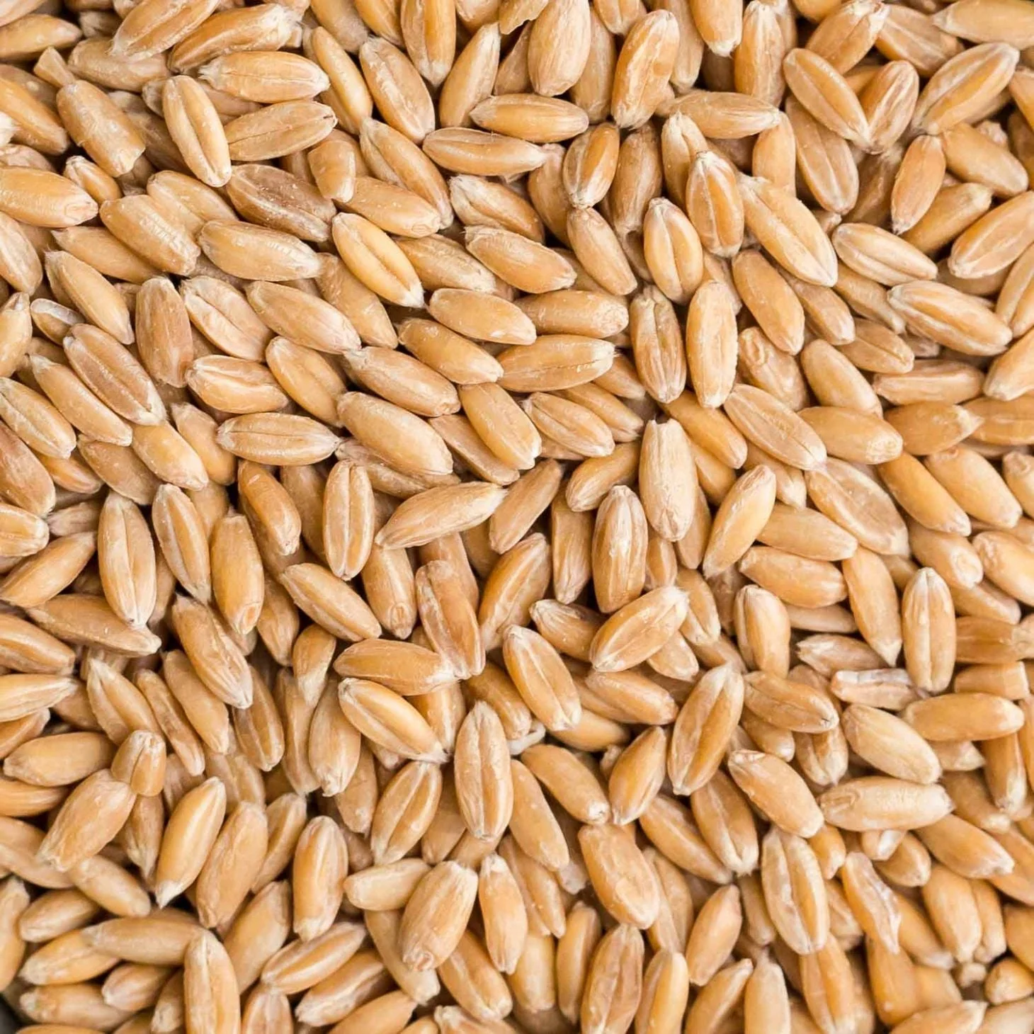 Looking to buy milling wheat, 11.5–12% protein. image