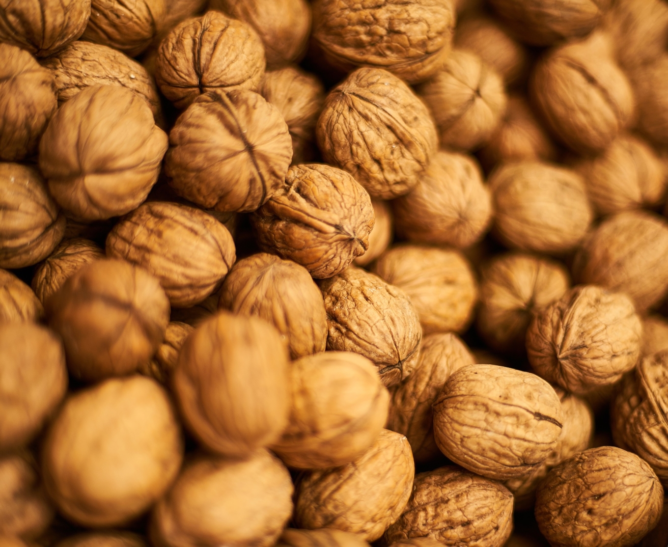 Offering Persian walnuts in shell
